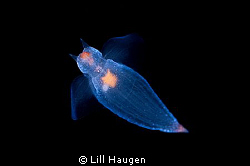Tiny cold-water plankton (Clione limacina), free swimming... by Lill Haugen 